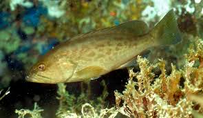 Image result for Mycteroperca microlepis