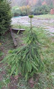 Attēlu rezultāti vaicājumam “Picea abies”