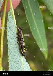 Attēlu rezultāti vaicājumam “Clostera pigra”