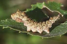 Attēlu rezultāti vaicājumam “Falcaria lacertinaria”