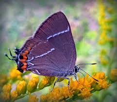 Attēlu rezultāti vaicājumam “Satyrium w-album”