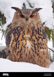 Attēlu rezultāti vaicājumam “Bubo bubo”