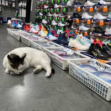 Image result for Le Club Badminton Club