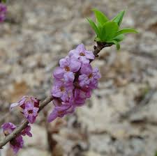 Attēlu rezultāti vaicājumam “Daphne mezereum flower”
