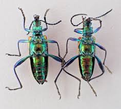 Attēlu rezultāti vaicājumam “Oedemeridae”