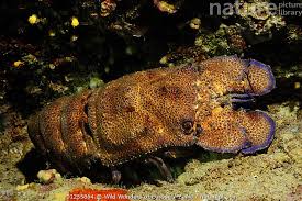 Image result for Scyllarides latus