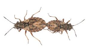 Attēlu rezultāti vaicājumam “Nithecus jacobaeae”