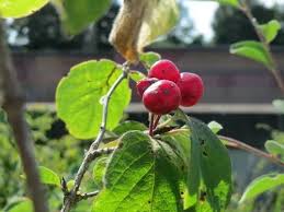 Attēlu rezultāti vaicājumam “Lonicera xylosteum fruit”