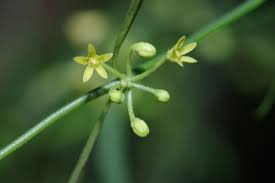 Attēlu rezultāti vaicājumam “Orthosia sp.”