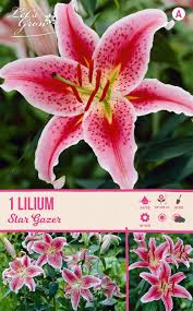 Image result for Lilie