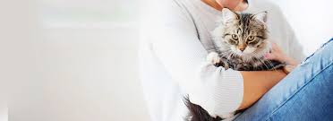 Image result for Flint Asc