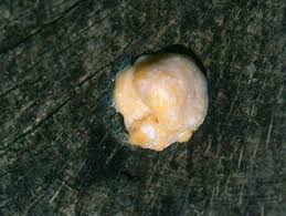 Attēlu rezultāti vaicājumam “Fuligo luteonitens”