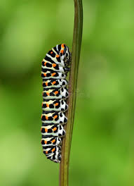Attēlu rezultāti vaicājumam “Papilio machaon larva”