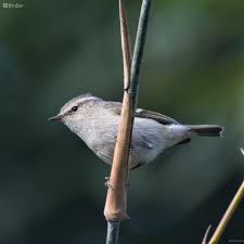 Image result for Phylloscopus humei