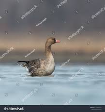 Attēlu rezultāti vaicājumam “Anser anser juvenile”