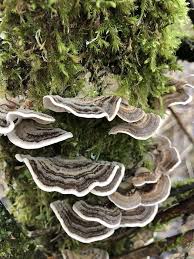 Attēlu rezultāti vaicājumam “Trametes ochracea”