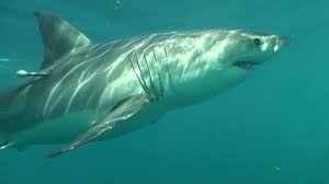 Image result for Carcharodon carcharias