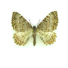 Attēlu rezultāti vaicājumam “Zygaena viciae”