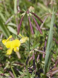 Attēlu rezultāti vaicājumam “Lotus corniculatus flower”