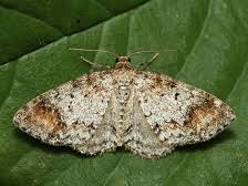 Attēlu rezultāti vaicājumam “Venusia blomeri”