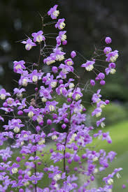 Attēlu rezultāti vaicājumam “Thalictrum”