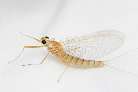 Attēlu rezultāti vaicājumam “Heptagenia sulphurea”