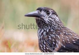 Image result for Nucifraga caryocatactes