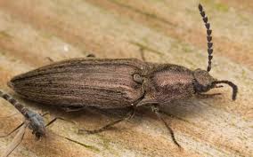 Attēlu rezultāti vaicājumam “Actenicerus sjaelandicus”