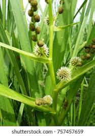 Attēlu rezultāti vaicājumam “Sparganium erectum aggr. leaf”
