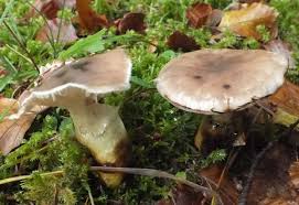 Attēlu rezultāti vaicājumam “Gomphidius glutinosus”