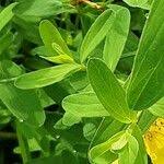 Attēlu rezultāti vaicājumam “Hypericum maculatum leaf”