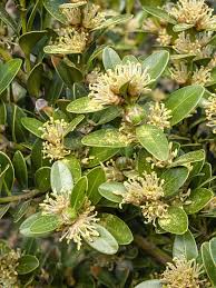 Attēlu rezultāti vaicājumam “Buxus sempervirens flower”