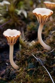 Attēlu rezultāti vaicājumam “Lichenomphalia umbellifera”