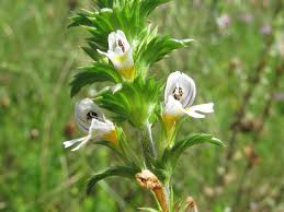 Image result for Euphrasia stricta