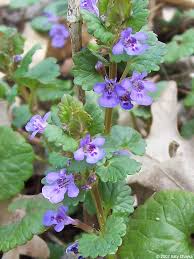 Image result for Glechoma hederacea
