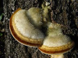 Attēlu rezultāti vaicājumam “Trametes hirsuta”