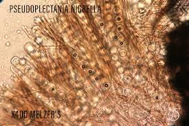 Attēlu rezultāti vaicājumam “Pseudoplectania nigrella”