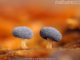 Attēlu rezultāti vaicājumam “Didymium squamulosum”