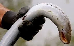 Image result for Lethenteron camtschaticum