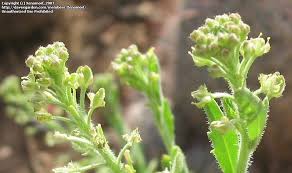 Attēlu rezultāti vaicājumam “Lepidium densiflorum flower”
