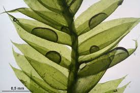 Attēlu rezultāti vaicājumam “Pseudotaxiphyllum elegans”