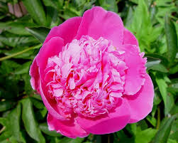 Attēlu rezultāti vaicājumam “Paeoniaceae”