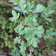 Attēlu rezultāti vaicājumam “Vaccinium uliginosum leaf”