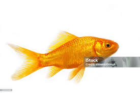 Attēlu rezultāti vaicājumam “Carassius auratus”