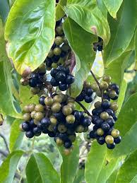 Attēlu rezultāti vaicājumam “Phellodendron amurense fruit”