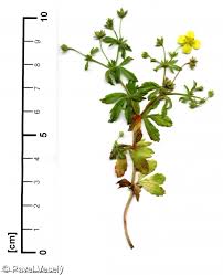 Image result for Potentilla erecta