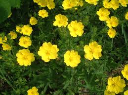 Image result for Potentilla recta