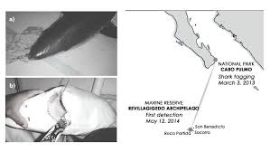 Image result for Nasolamia velox