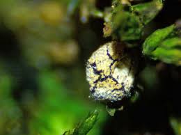 Attēlu rezultāti vaicājumam “Badhamiopsis scripta”