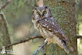 Attēlu rezultāti vaicājumam “Aegolius funereus adult”